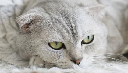 kaiyun中国官方网站-裁判判罚标准是否统一规范，裁判依据