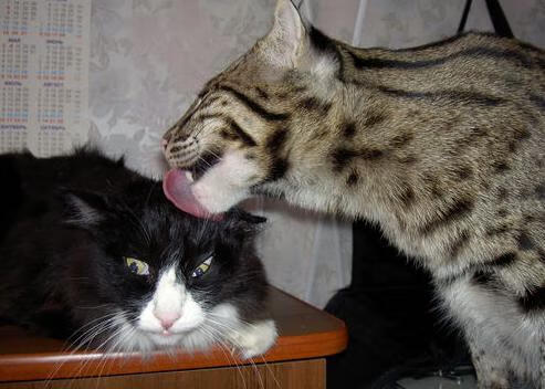 Kaiyun(中国)开云-“逆境中的奇迹”——赛段突发危机下的英雄救赎，逆境成就英雄