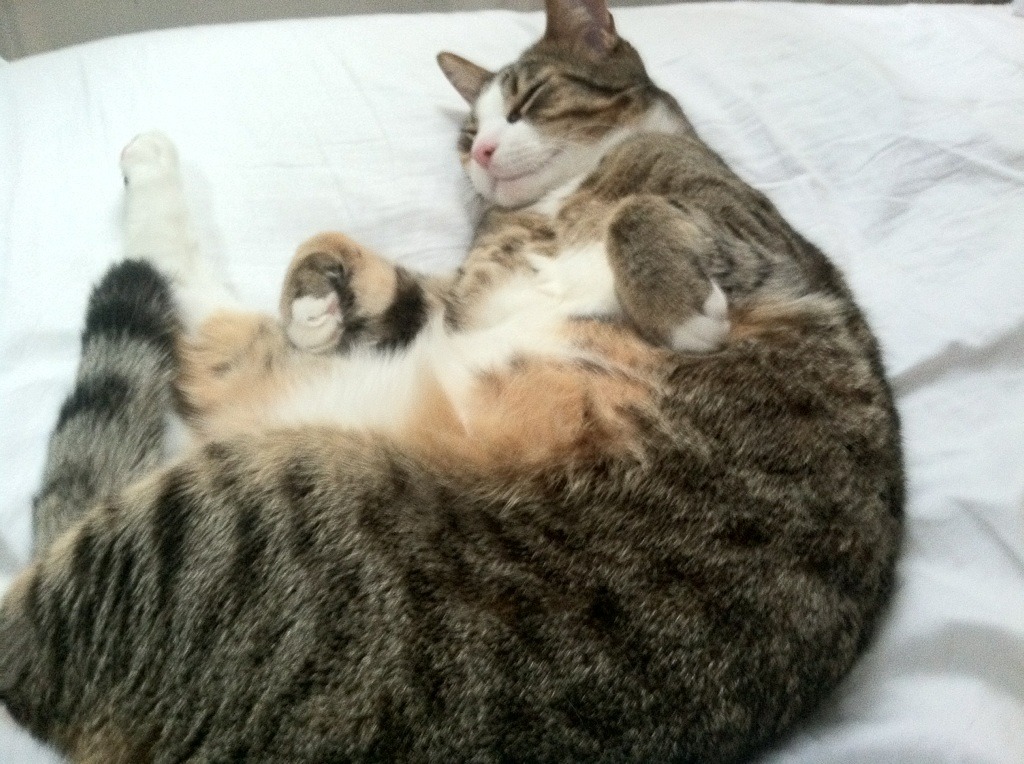 公牛举办“球员创业大赛”,激发创新活力,公牛 球队