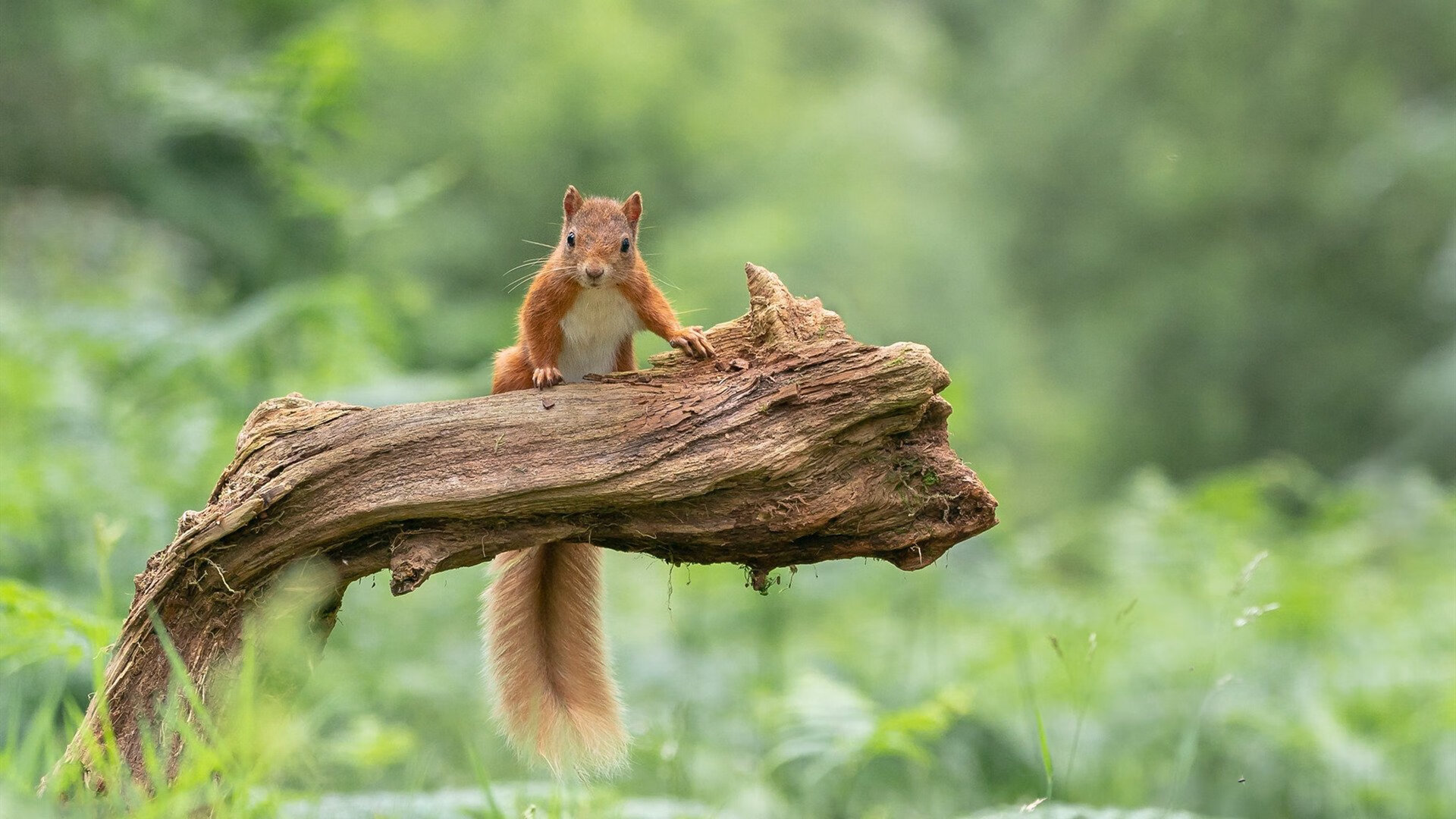 夺冠的“秘密武器”:不可或缺的核心球员