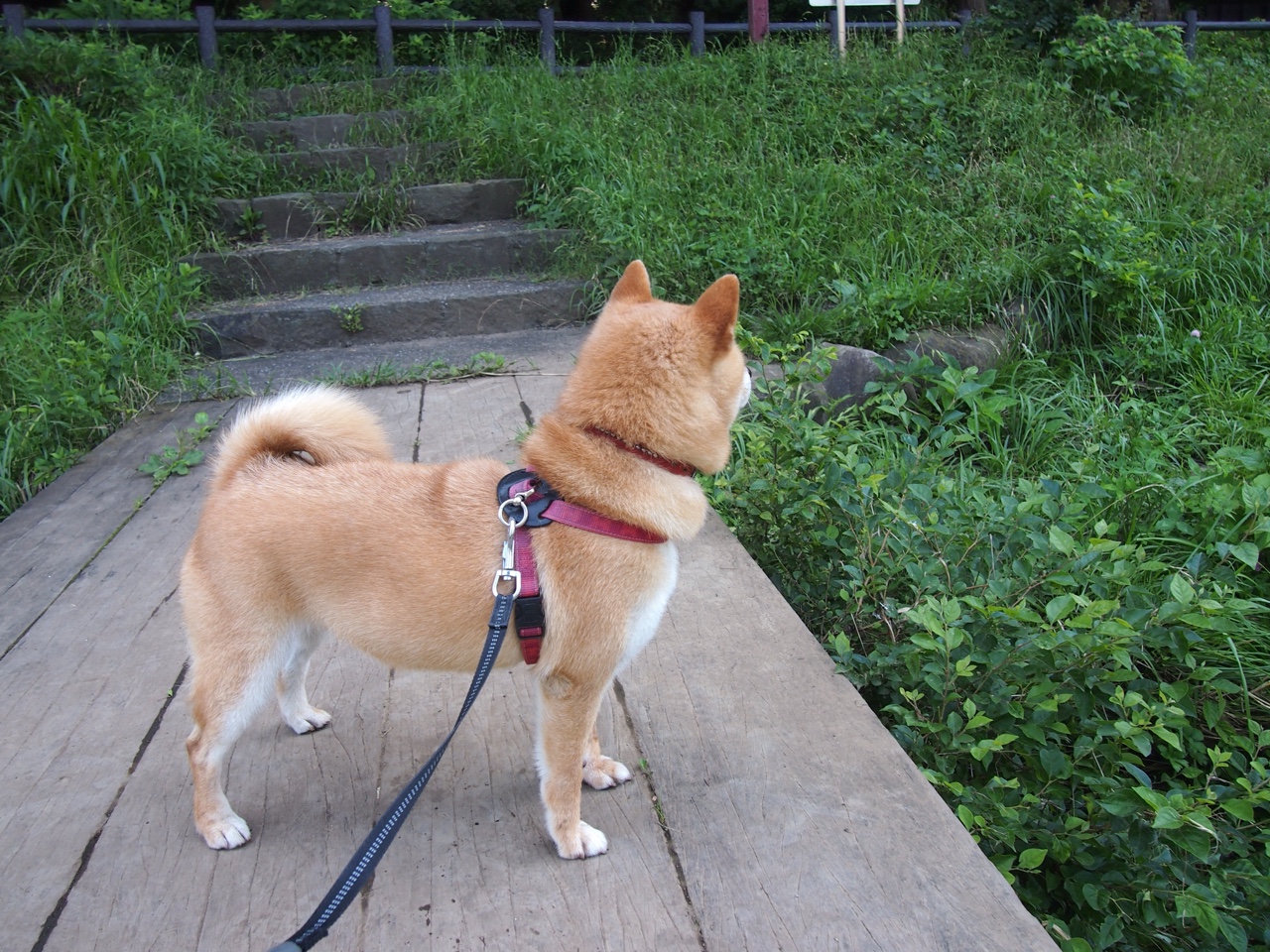 意甲传统豪门迎来新一轮竞争,战况激烈,意甲七大豪门俱乐部