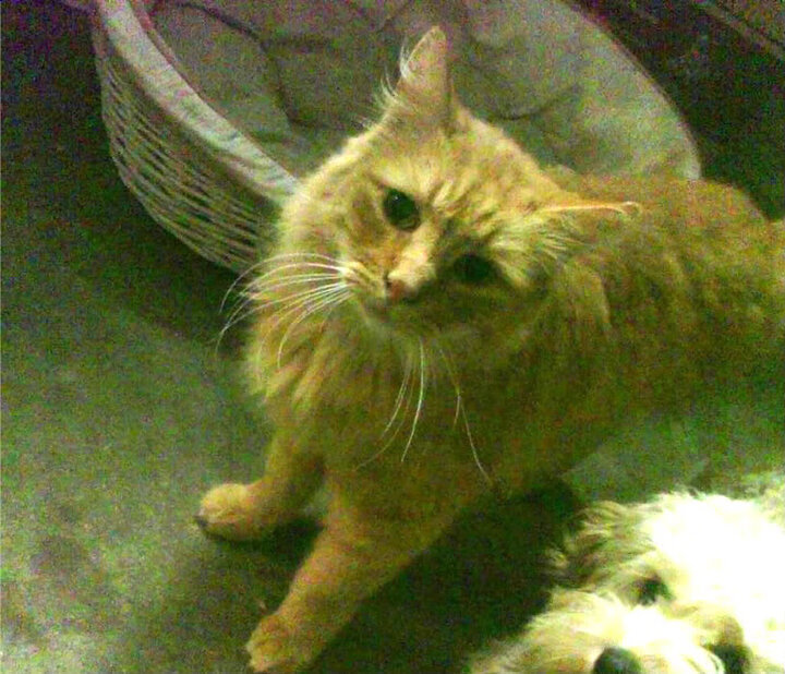 德甲积分榜:拜仁不断追分,多特迎头赶上,德甲积分ds