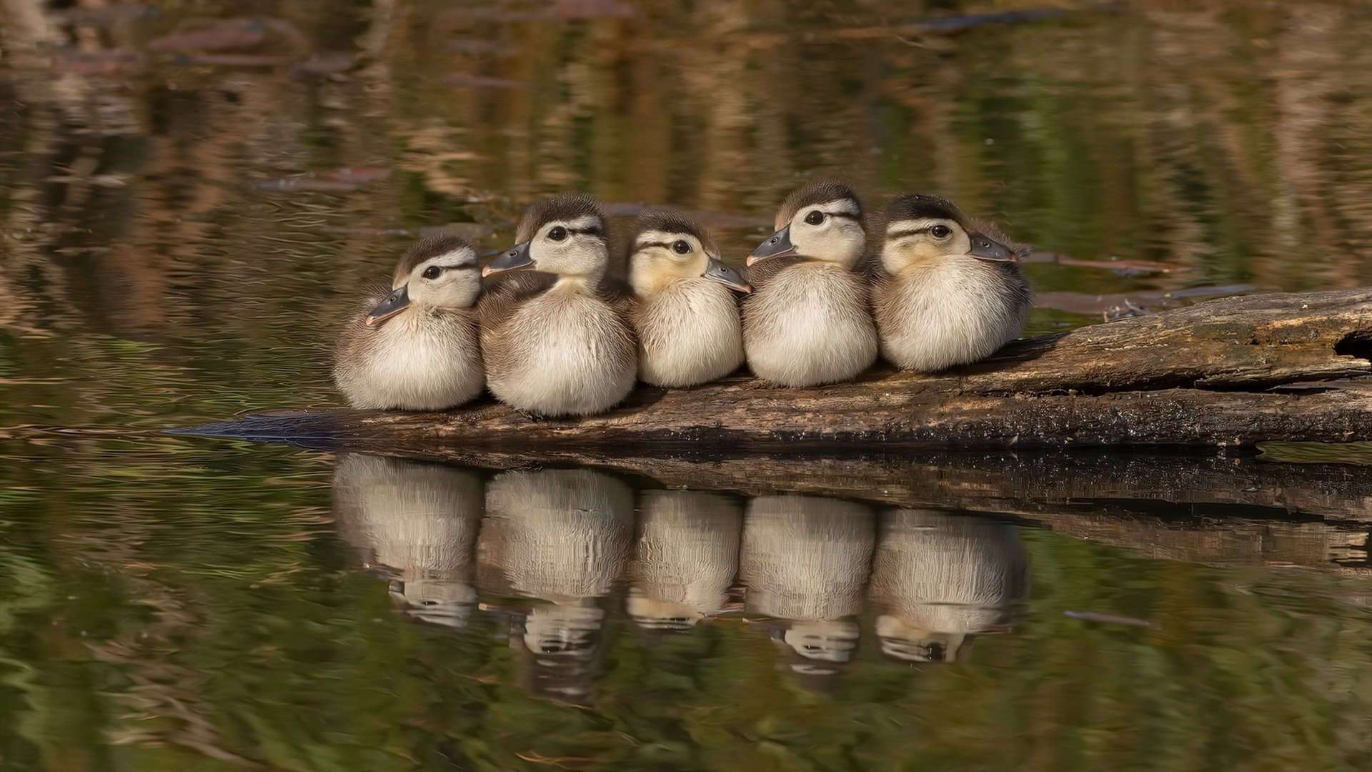 法甲豪门重视青训，打造年轻血液，法甲青训排名