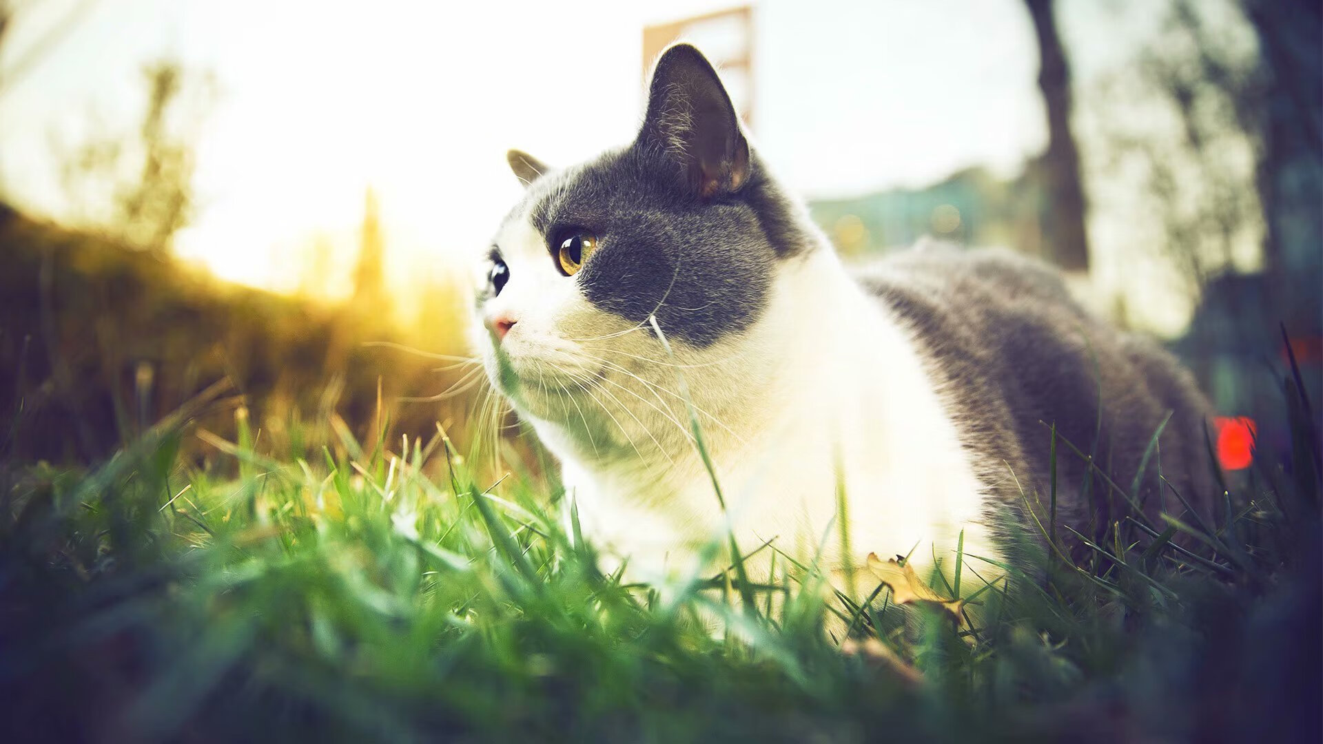 开云体育-球迷点评：本年度最惊艳的个人突破，球迷排行