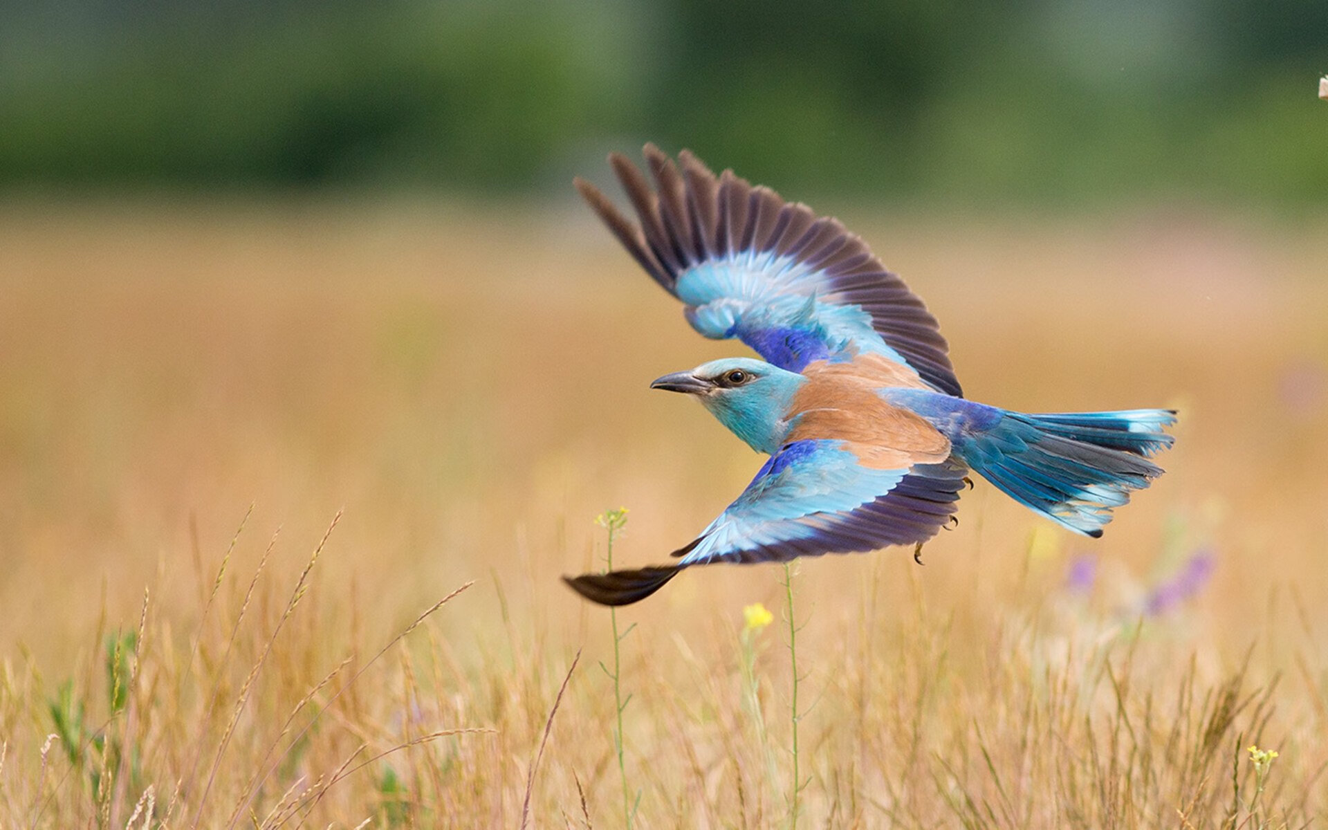 Kaiyun(中国)开云-上海球队实现连胜，士气高涨，上海几只球队