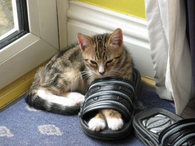 实力对比！挪威女足正面交锋捷克，谁能笑到最后，挪威女足奥运会