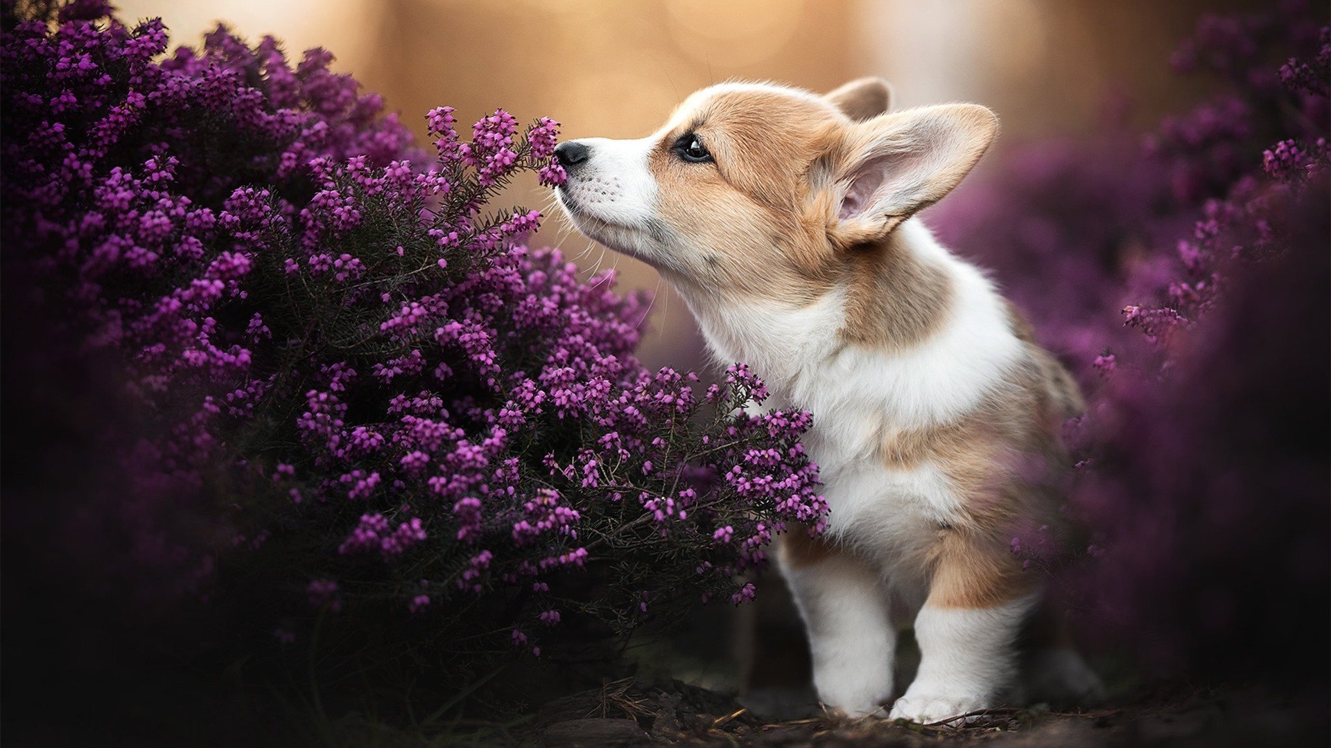 湖人后卫因伤缺阵,球队战力下降,湖人 得分后卫