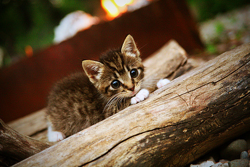 开云官网APP下载-电竞职业选手日常生活管理与竞技状态维持方法，电竞职业选手的日常