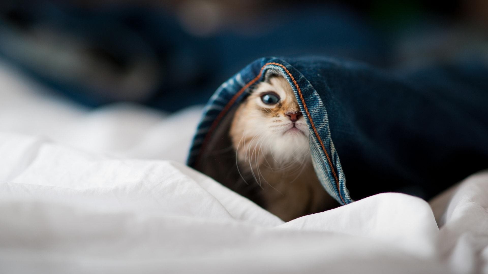 蒙彼利埃力擒亚眠，占据法甲联赛第三，蒙彼利埃强不强