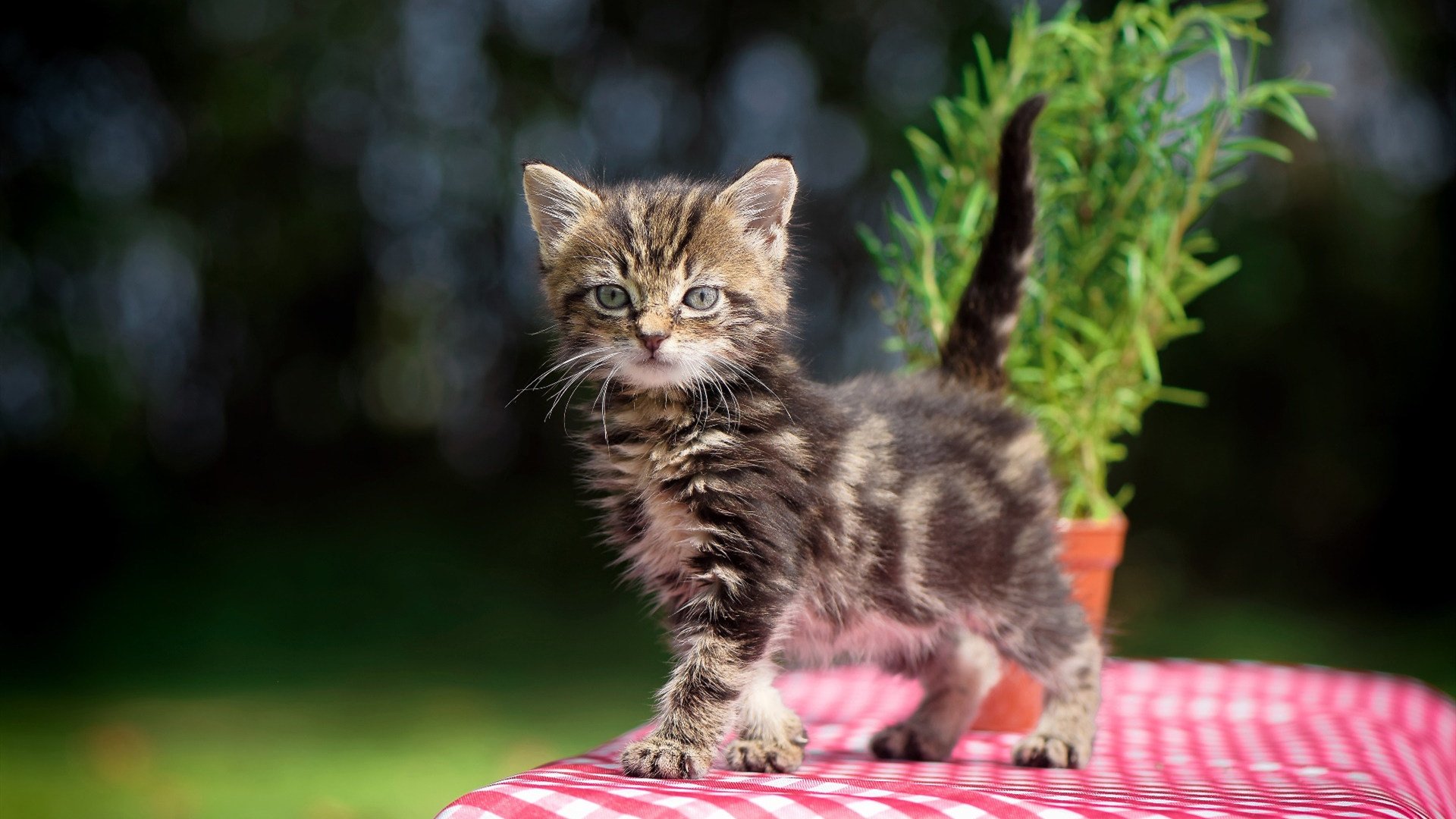 西班牙联赛关键场次引人关注,西班牙联赛一共多少场