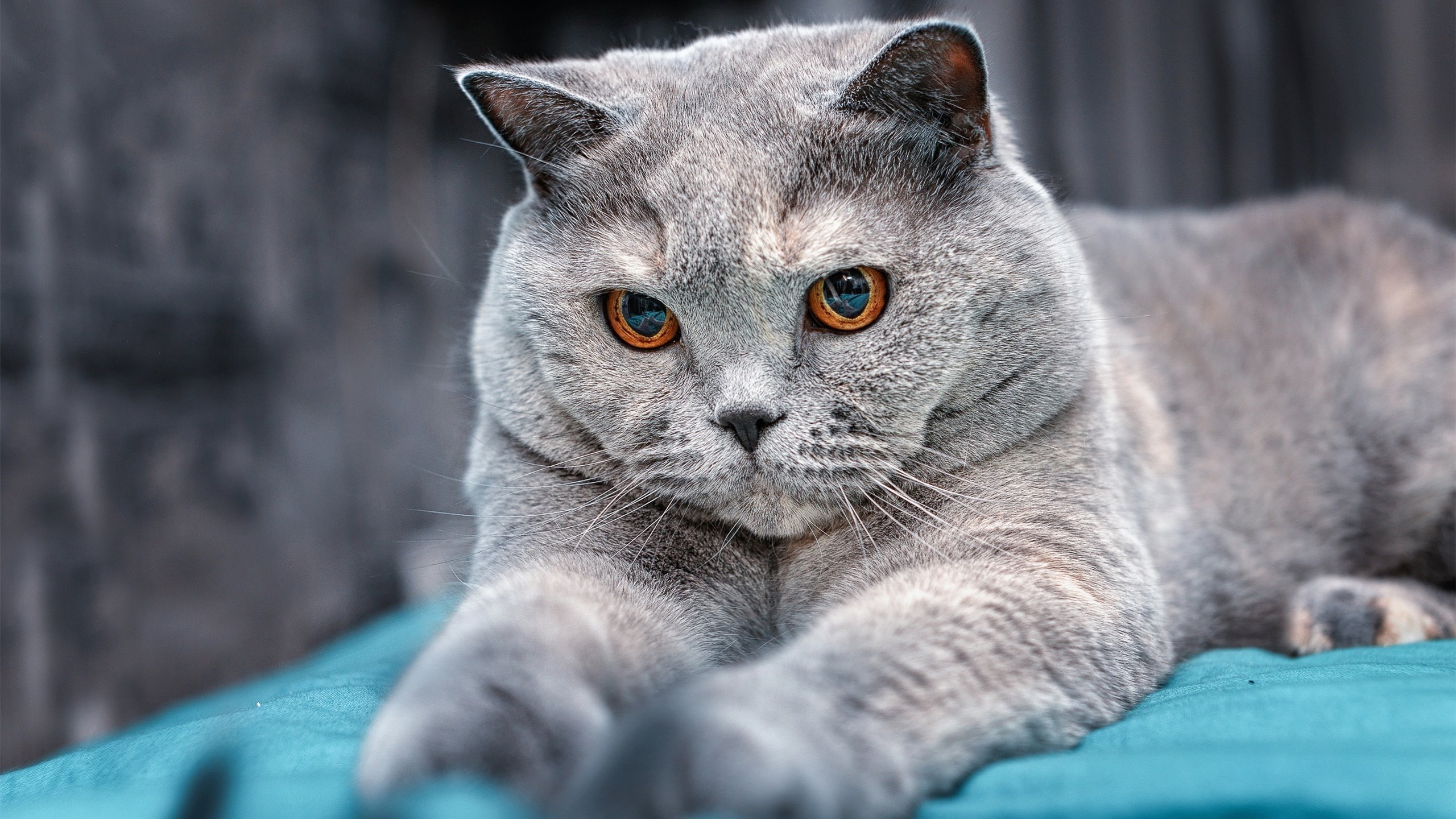 kaiyun网站-女子蝶泳划频与呼吸节奏关系，蝶泳划水路线动态图