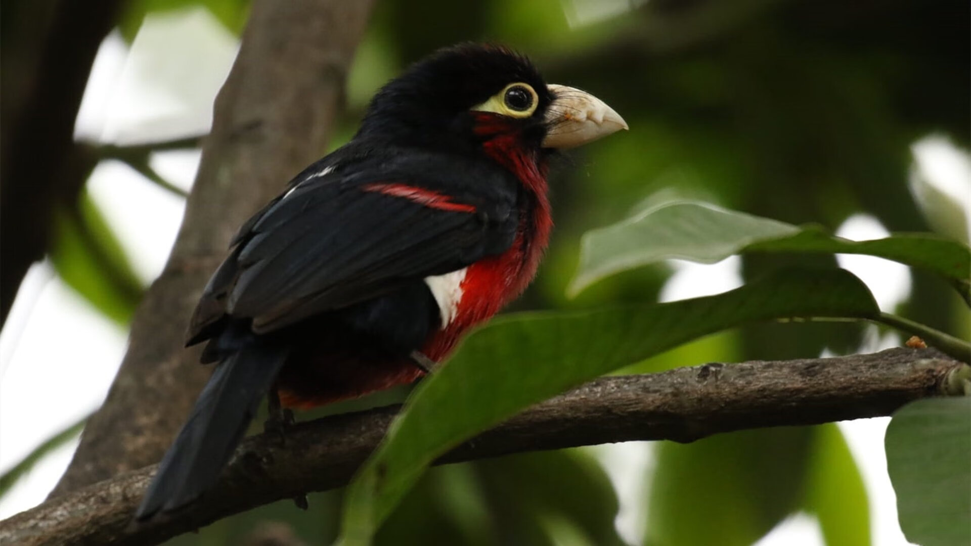 新加坡队未来挑战：如何提高球员的稳定性与抗压能力，新加坡国家队