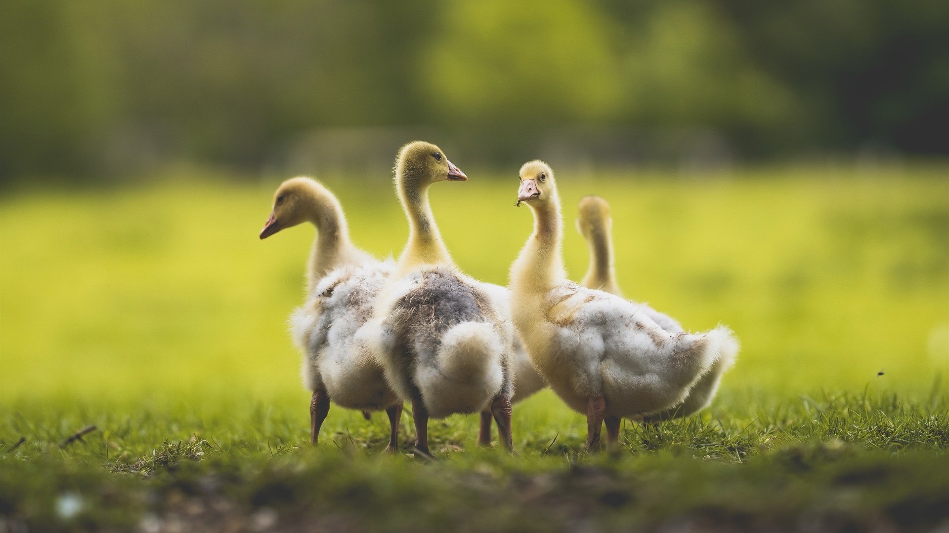 Kaiyun官方登录入口-未来可期：中国香港队的崛起与发展蓝图