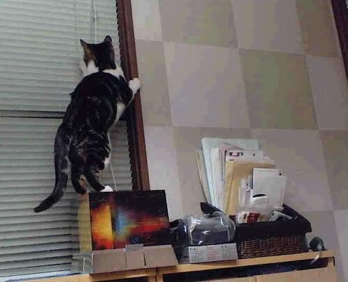 Kaiyun APP-体育新闻中心通报运动员退役安置政策修订情况，运动员退役安置问题