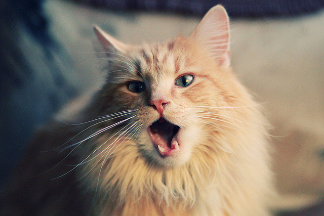 奥卡拉汉与对手差距在哪?技术分析来了,奥卡兰迪